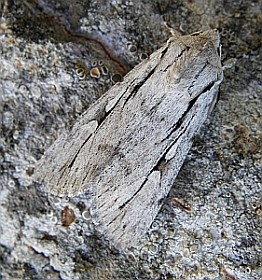 -Dichagyris candelisequa © Teresa Farino